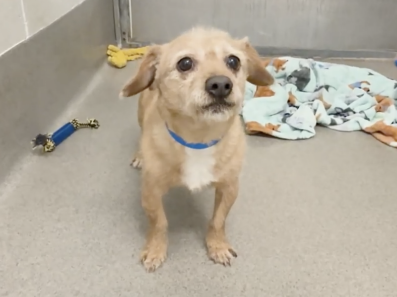 Tiny Terrier Barked at Everyone—But One Leash Changed Everything